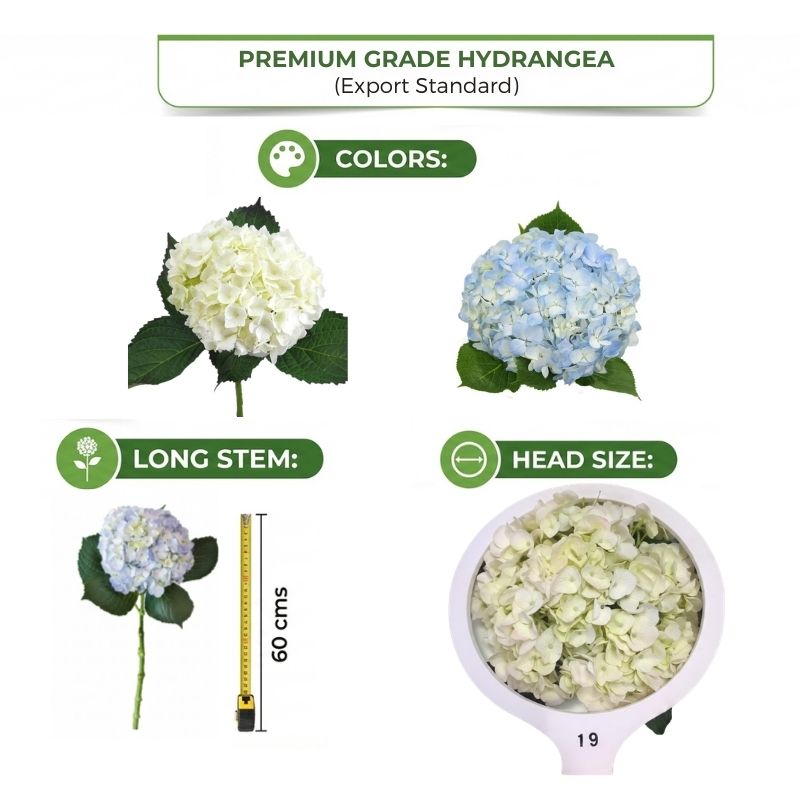 Calidad esperada — cabezas y tallos